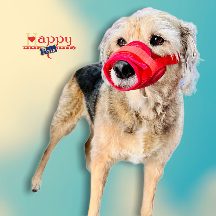 Tapetes Absorbentes Para Mascotas – HAPPY PETS CO